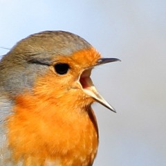 The Bird (live 2016)