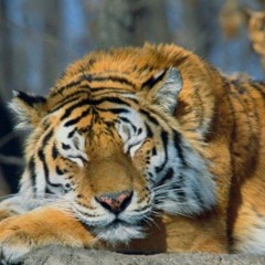 Tiger's dream 16