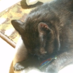 Purring Cat Sound Effect