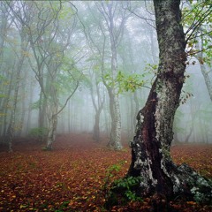 Zero Gravity (Organ Edit)