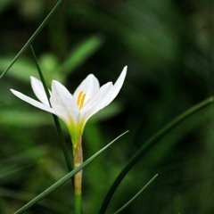 01 Ngọc Lan Mẹ hiền Yêu dấu