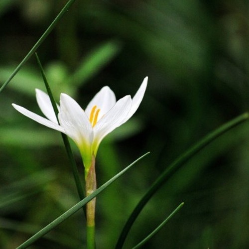 01 Ngọc Lan Mẹ hiền Yêu dấu