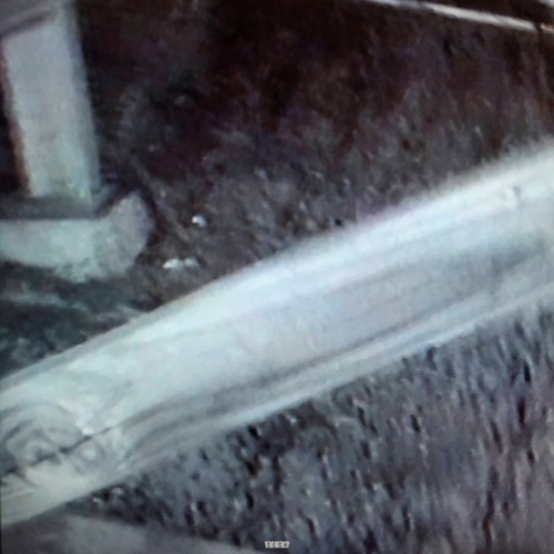 Stream Bones & Vegard Veslelia - PlantsInTheVase By TeamSESH.