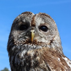 Tawny Owl hoots, Gloucestershire, October 1979