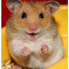 You like hamsters?