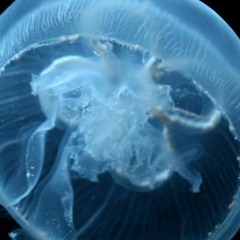 Zone feat. K.I.D & Face MattyLuke