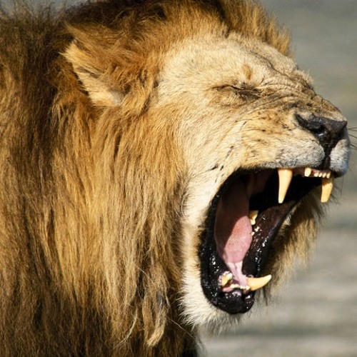 Mash Down Babylon - Digital Mix 4