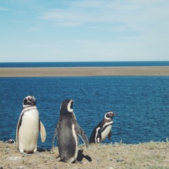 Magellanic Penguins - Punta Tombo (Argentina)