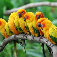 Antares Ft. Drastico Elementos - Cotorras