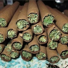 Dutches Calling