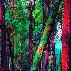 Dark-RainForest Experience-Mini Set