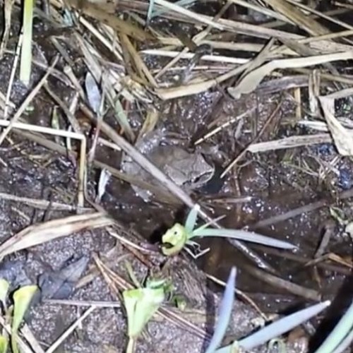 Stream Northern Spring Peepers by ChrisATrevino | Listen online for ...