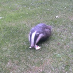 Badgers stole my sandwiches and now i'm getting kinda hungry