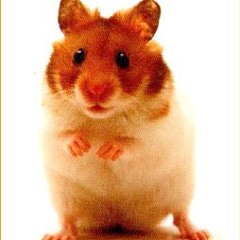 The money have you pt.2  - Hopkin Bopkin