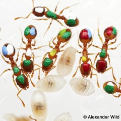 Are There Lazy Ants?