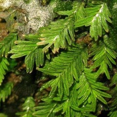 Colibria, Flauta