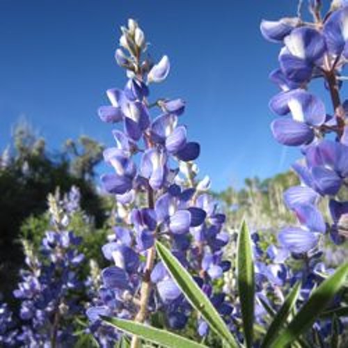 Bloom Blast '16: Ski Areas and Slippers