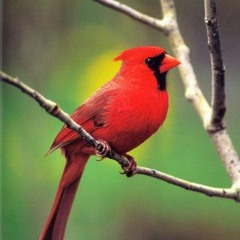 Northern Cardinal - Birdsong