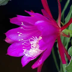 Yêu và Yêu - Hiếu đẹp trai