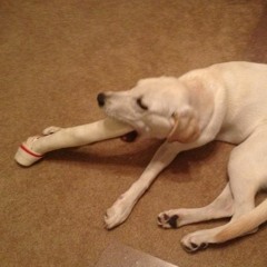 Super Ball Boner Z (Dragonball super opening)