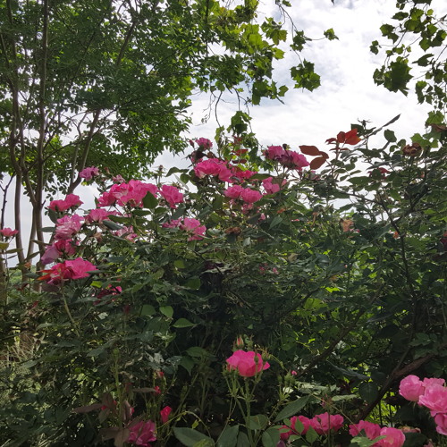 Week 2 (June)