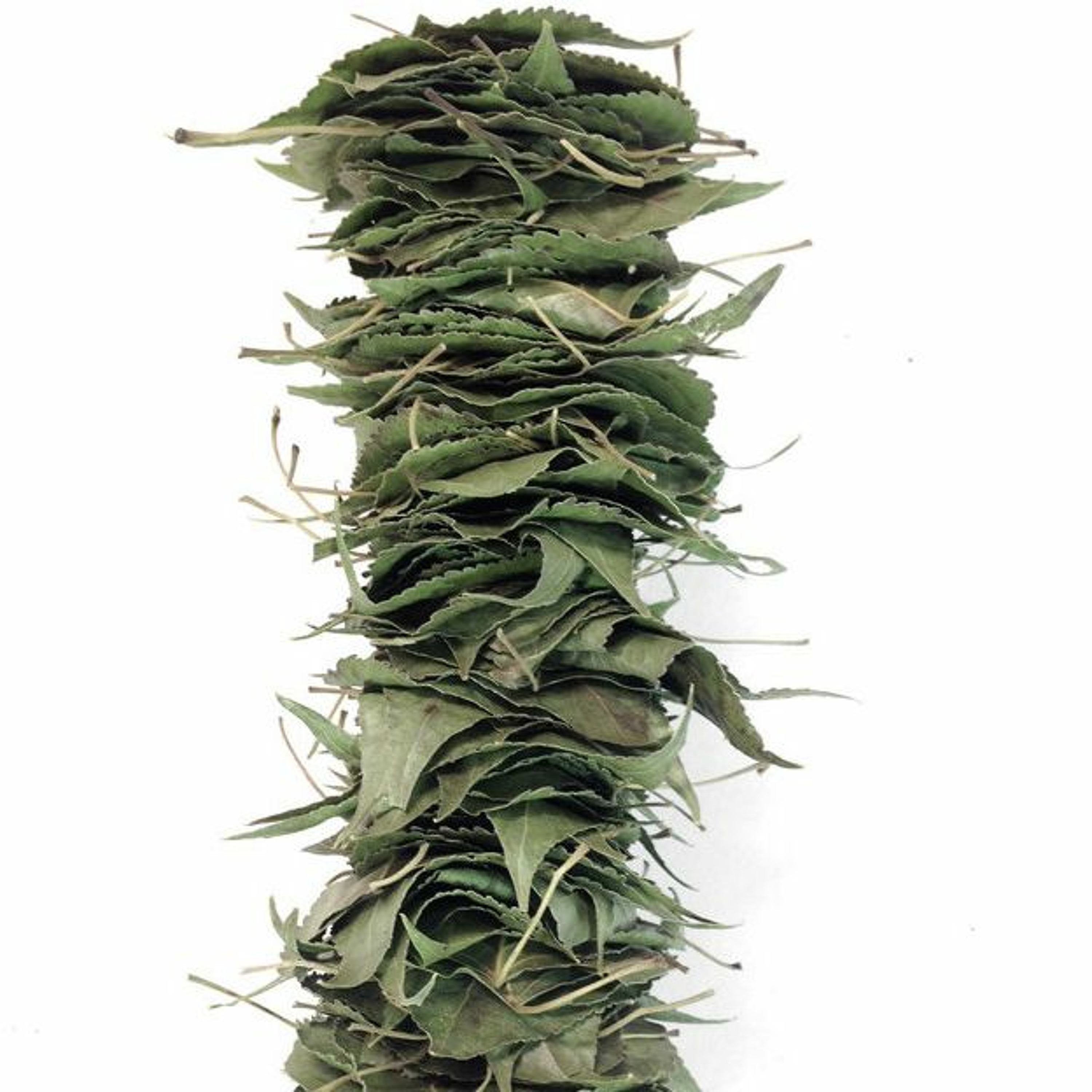 Seed Story Broadcasts