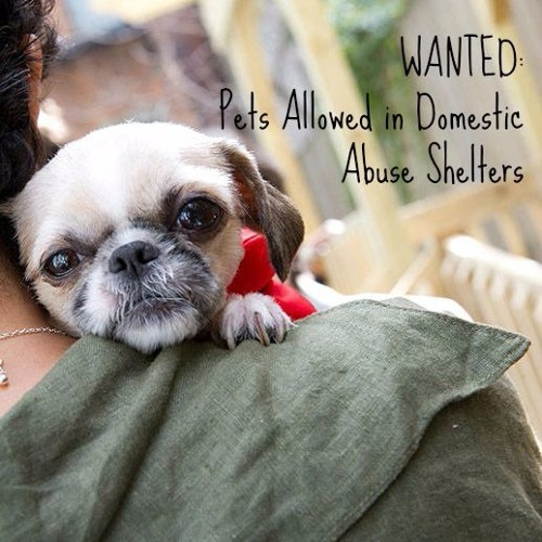 Stream We Need Pets Allowed in Domestic Violence Shelters by A