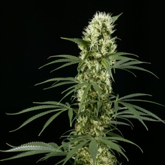 Ede Whiteman - Einfach Nur Rauchen (Ezapan RMX)