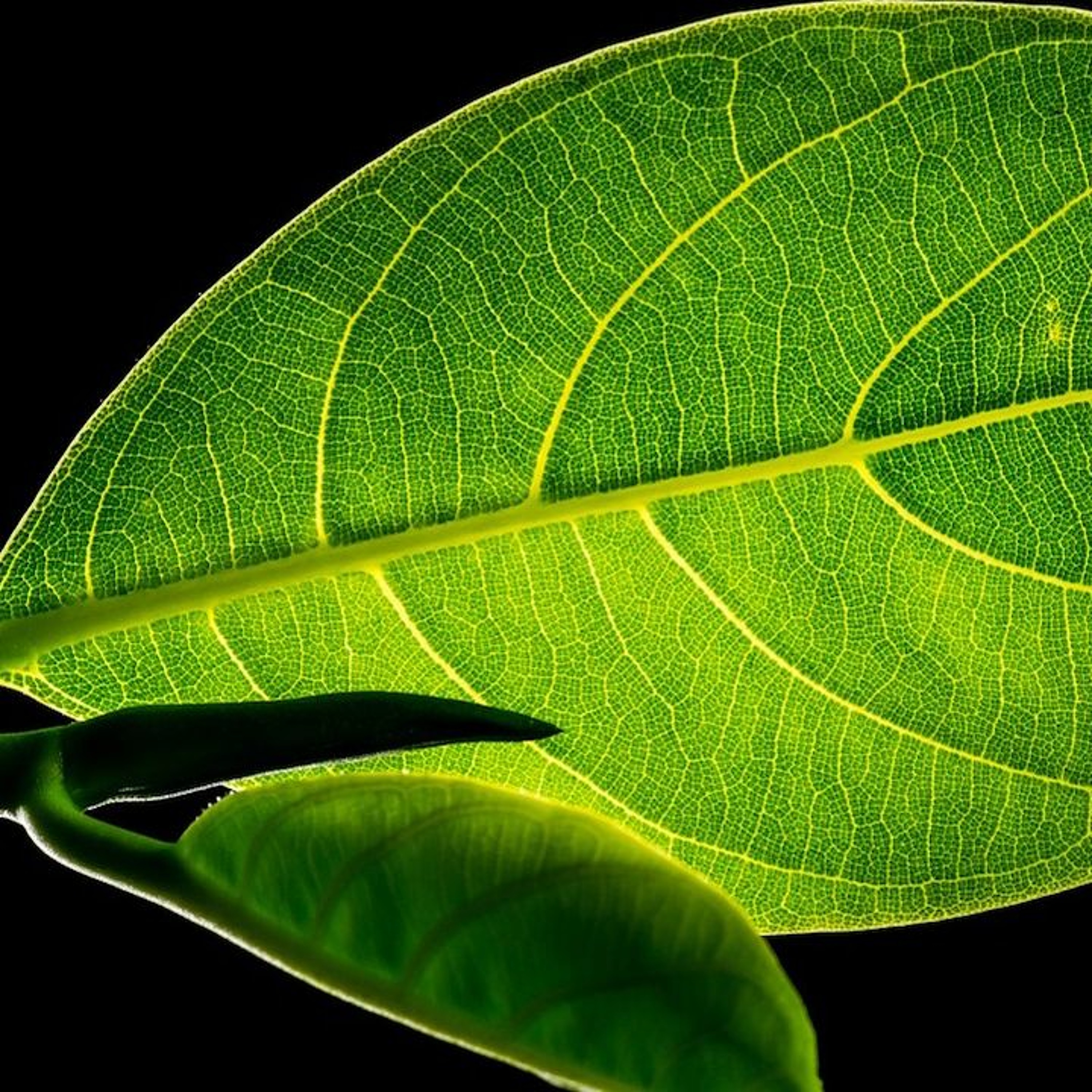 BioEnciclopedia