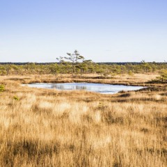 Virgil Vait - Sunset