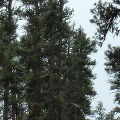 U, U, D, D, L, R, L, R, A, B, Select, Start (Deftones cover)