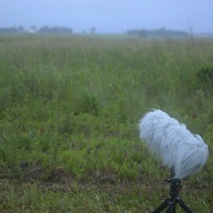 Dawn Recording w/ Thunder - Native & Restored Prairie - Prairie Flower - Spenser, Iowa