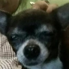 cruddy piton riot demo (no vocals)