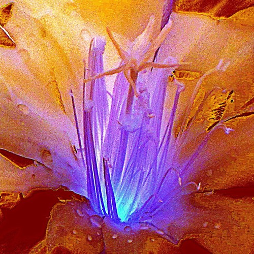 Eerie Dimensions - C.T.U