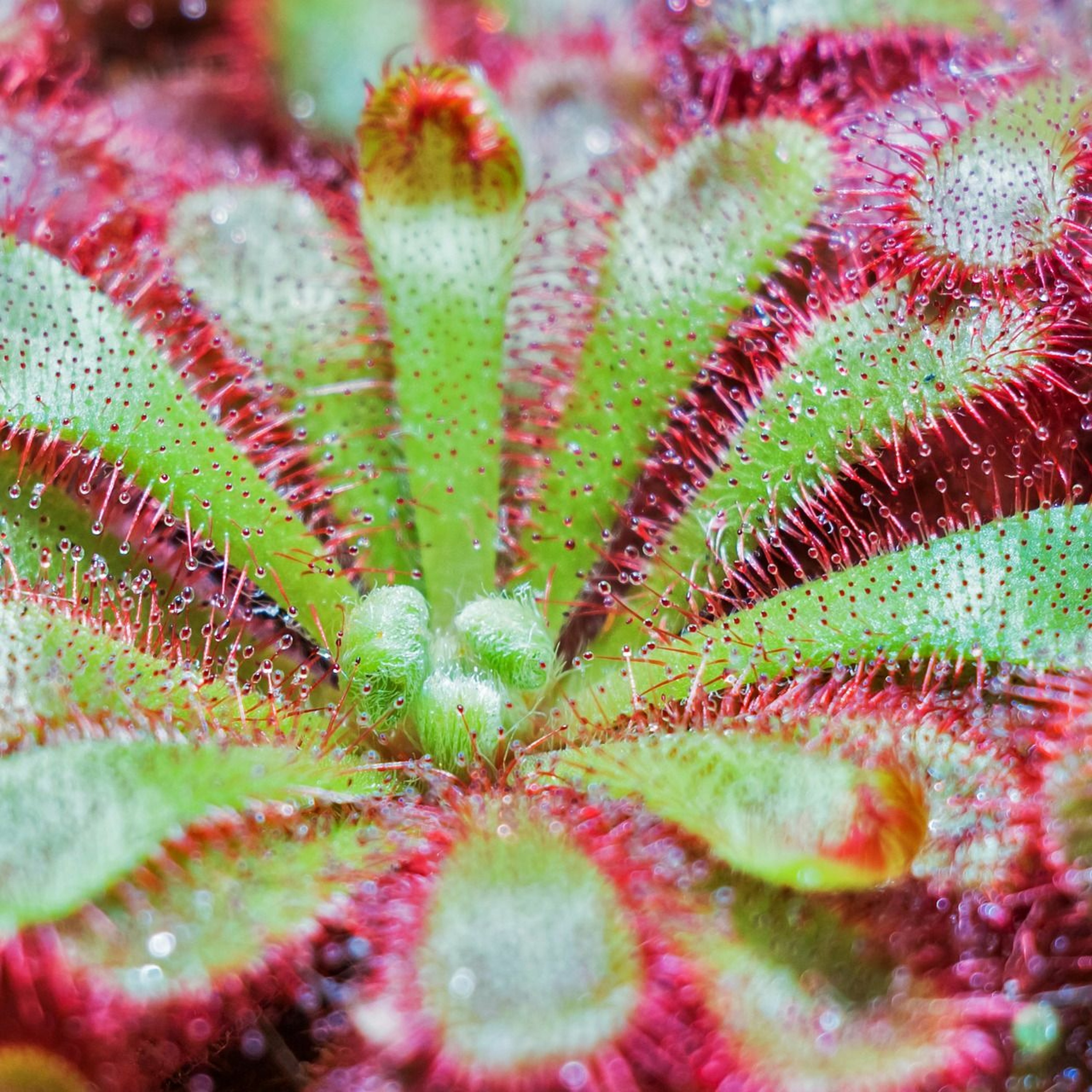 1631 | 1000s of plant species discovered each year • San Fran now mandates solar panels