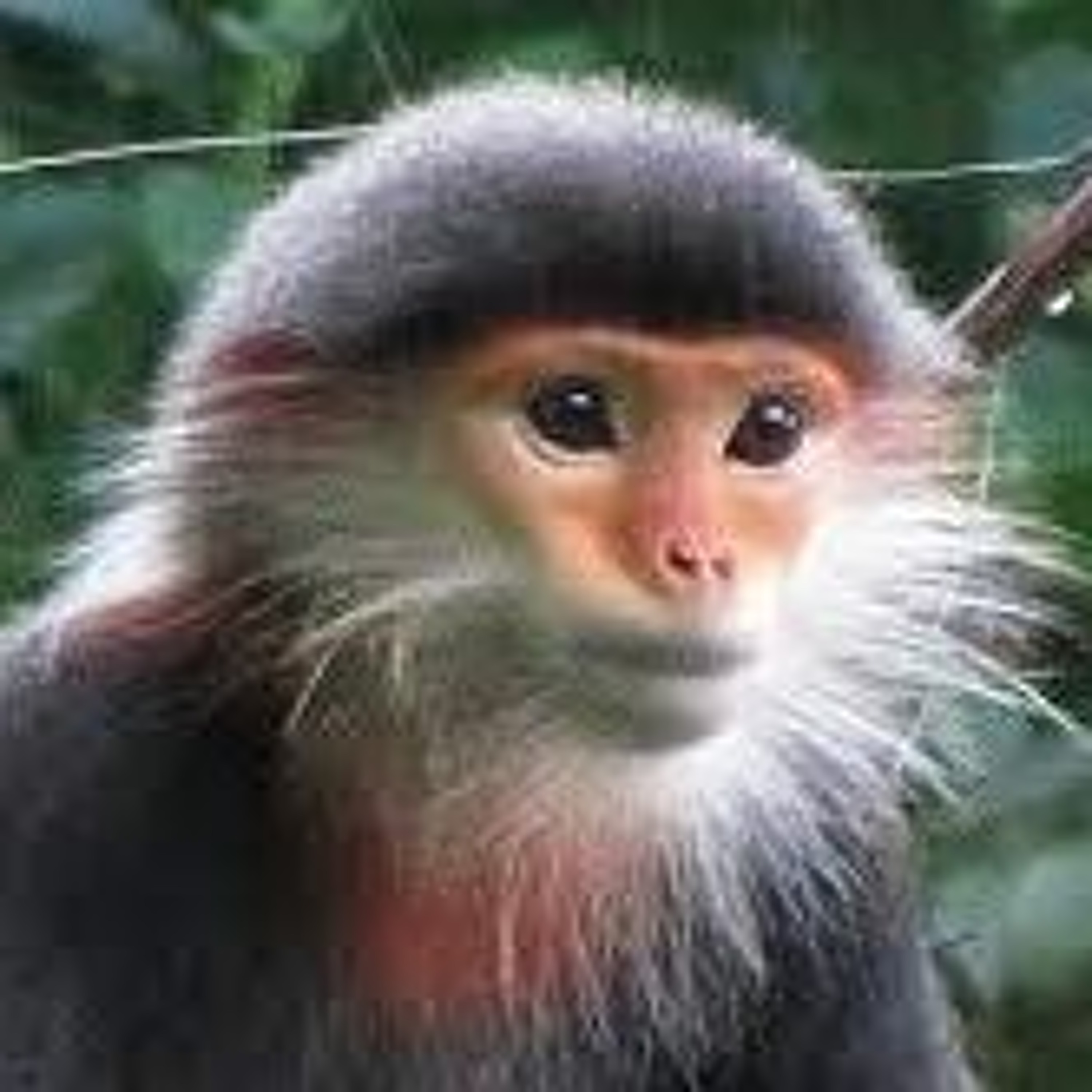 1632 | Monkeys need you to buy lotion for their love life
