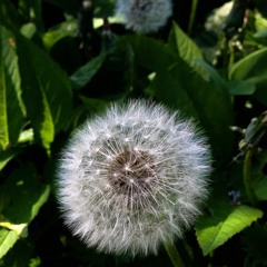 Dandelion Blues  ( an Incredible String Band tune)