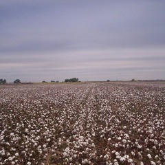 Cotton - Salamander Piano