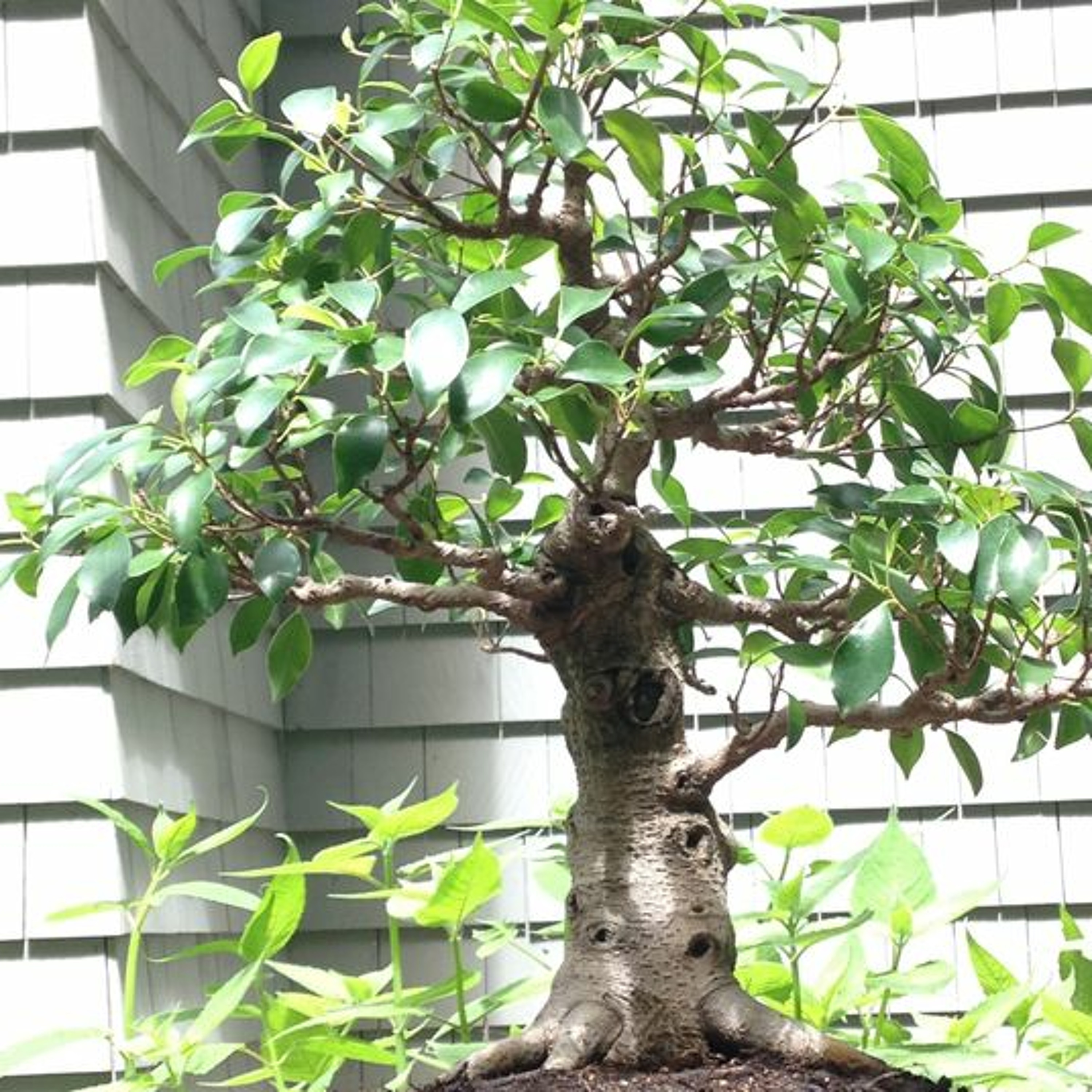 Seed Story Broadcasts