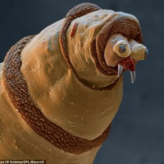 Sadhana vs. Spore Carrier - Genetic Manipulation