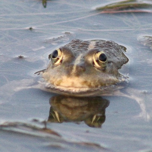 SHADOWFINDER - TINY FROG WATCHES THE SKY