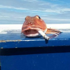 ✨酸の旅  l e a c i d v o y a g e✨