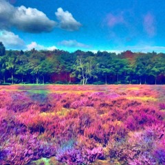Pink World