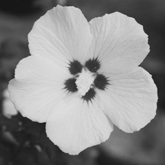 산체스 (fassnakuh) - 무궁화 black