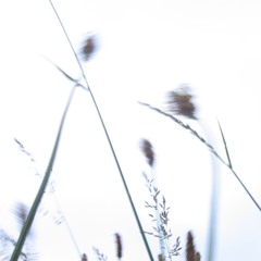 Happiness Scattered To The Four Winds