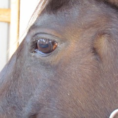 Horse With No Name cover