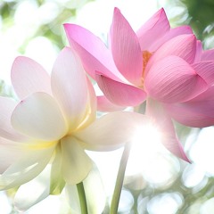 Sin Sar Kar Nay Ya Oo Mal - Cho2