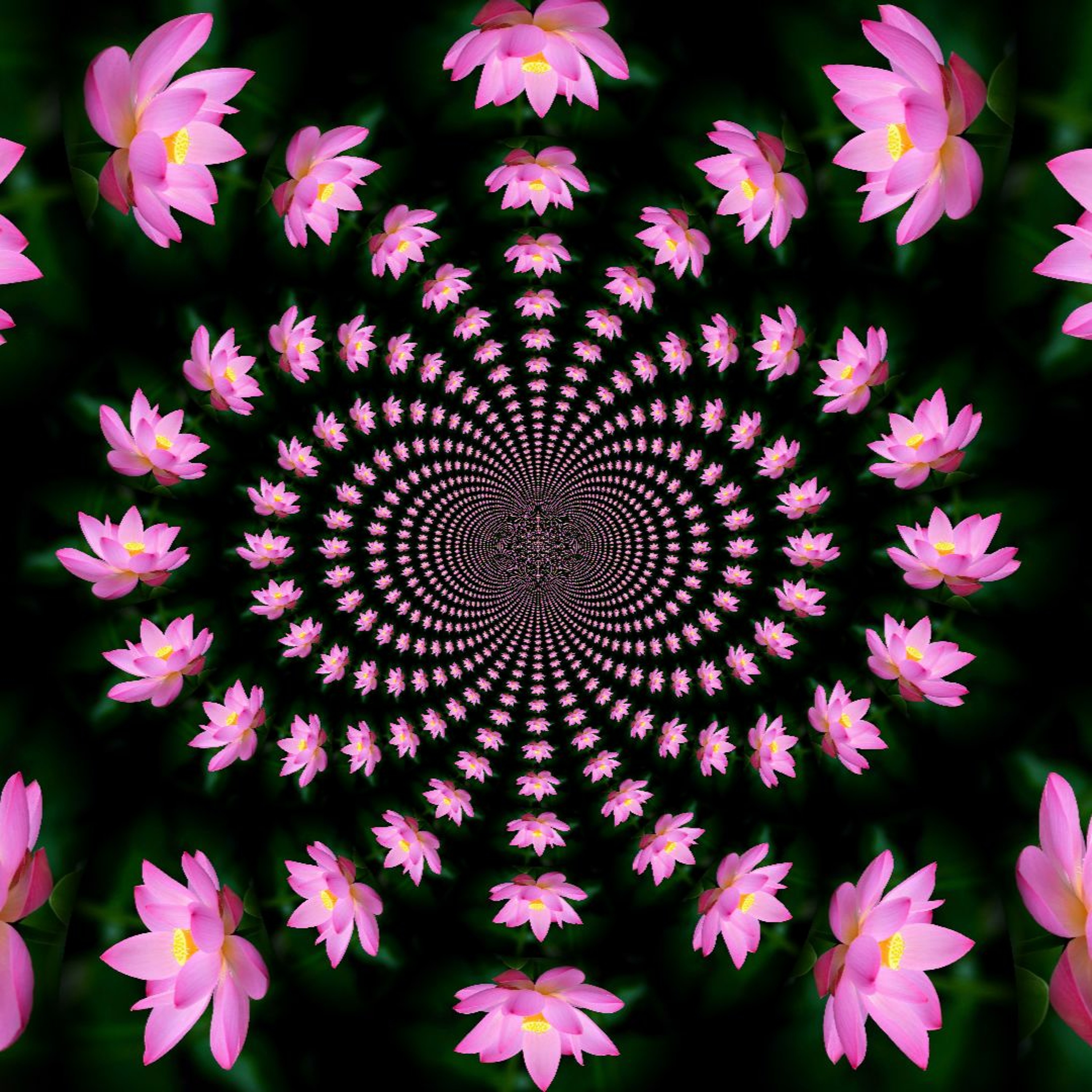 Lotus[concept] episode artwork