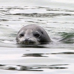 アーメン西玉夫