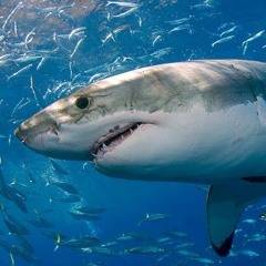 Baby Shark Song Remix(상어가족)